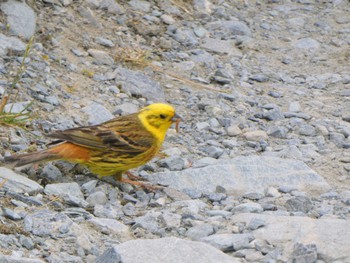 Yellowhammer Hooker Valley Track, Aoraki/Mt Cook, New Zealand Tue, 12/27/2022