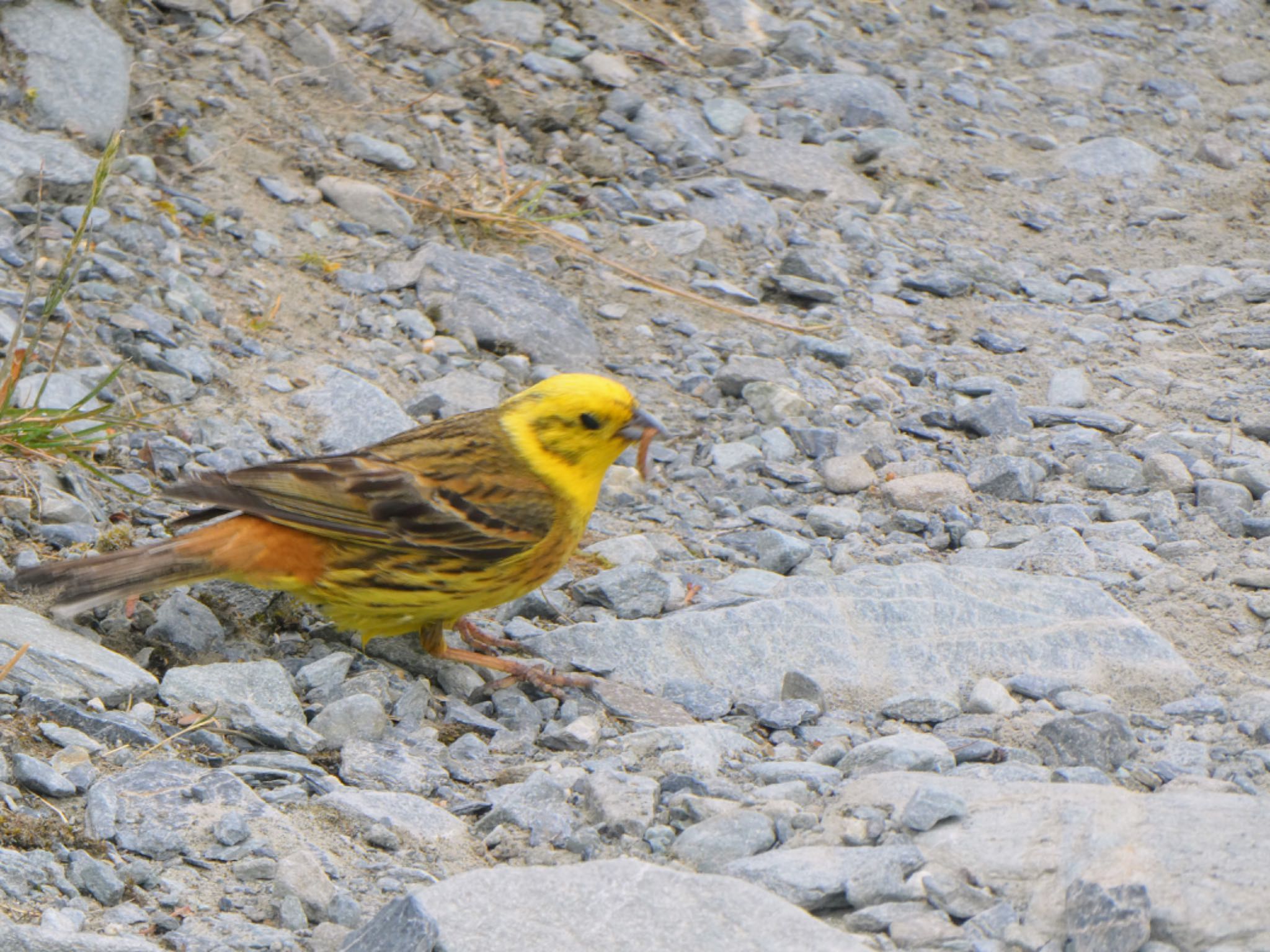 Photo of Yellowhammer at Hooker Valley Track, Aoraki/Mt Cook, New Zealand by Maki