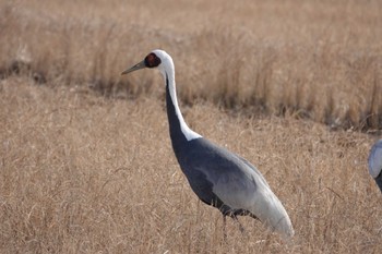 White-naped Crane Izumi Crane Observation Center Tue, 1/3/2023