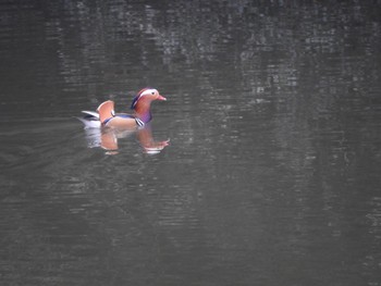 Mandarin Duck 淡路島公園 Fri, 2/16/2018