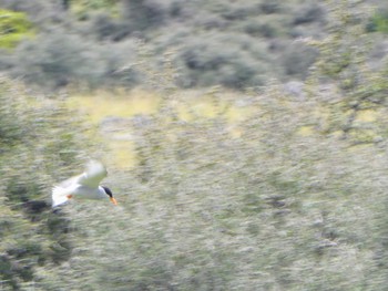 Black-fronted Tern