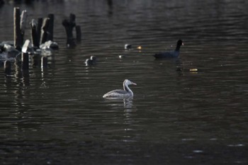 カンムリカイツブリ 山田池公園 2023年1月3日(火)