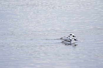 2023年1月3日(火) 山田池公園の野鳥観察記録