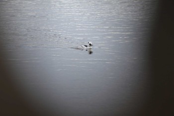 ミコアイサ 山田池公園 2023年1月3日(火)