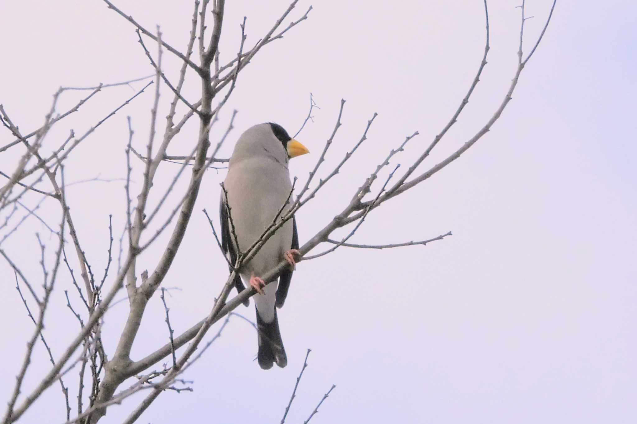 Japanese Grosbeak