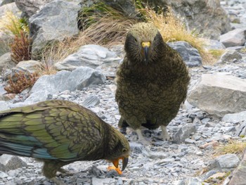 ミヤマオウム Glacier Lake, Hooker Valley Track, Aoraki/Mt Cook, New Zealand 2022年12月27日(火)