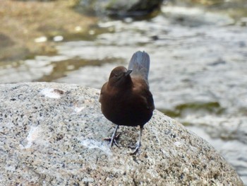 Brown Dipper 錫杖湖 Mon, 1/2/2023