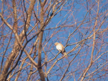 ハチジョウツグミ 近所の公園 2023年1月3日(火)