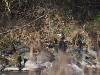 カワウ 多摩川 2023年1月3日(火)