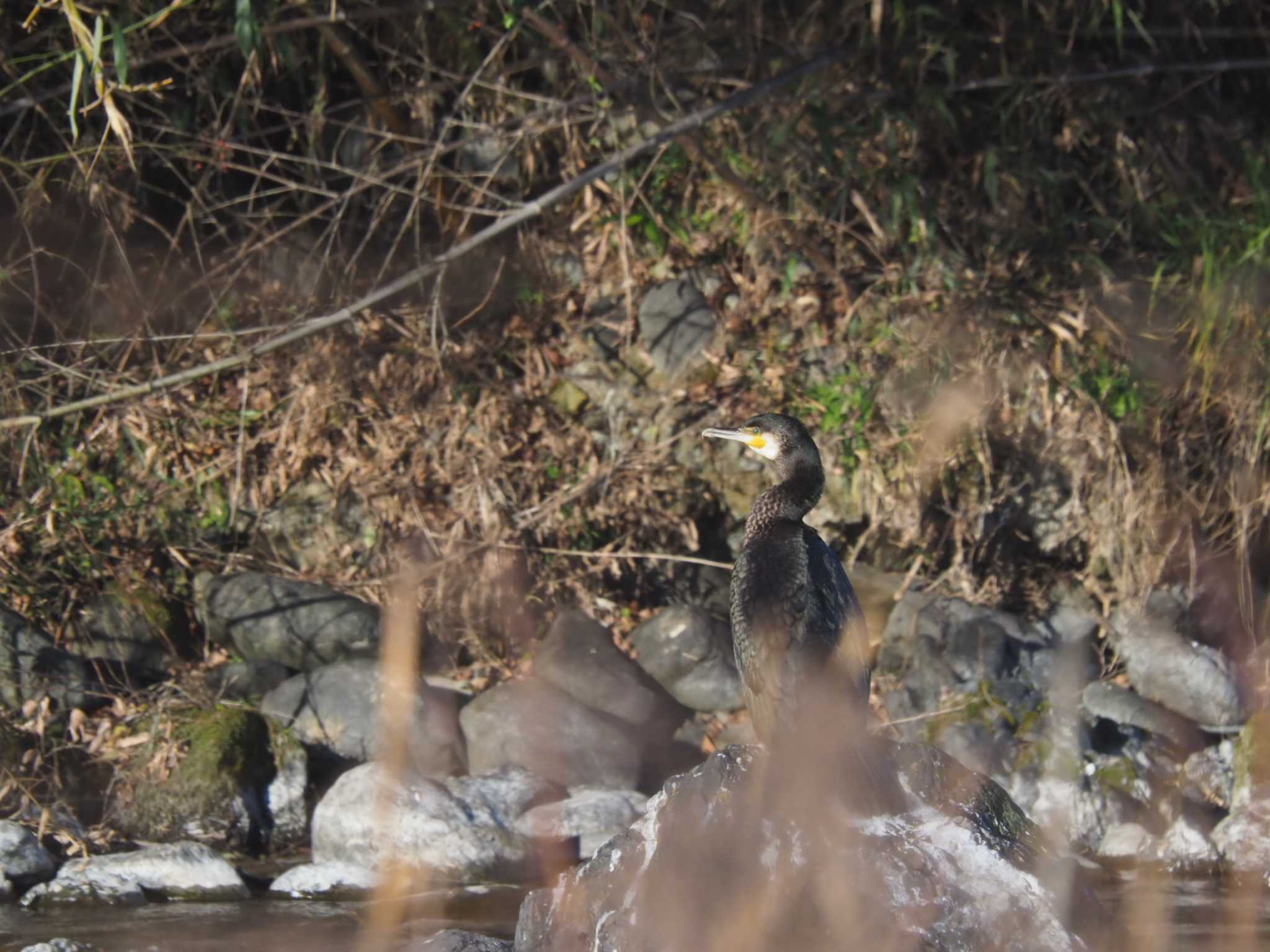 多摩川 カワウの写真 by zunox