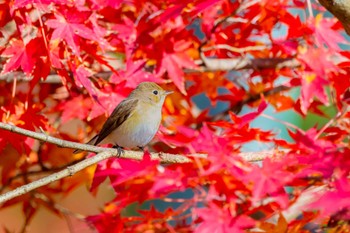 オジロビタキ 明石市魚住町 2022年12月15日(木)