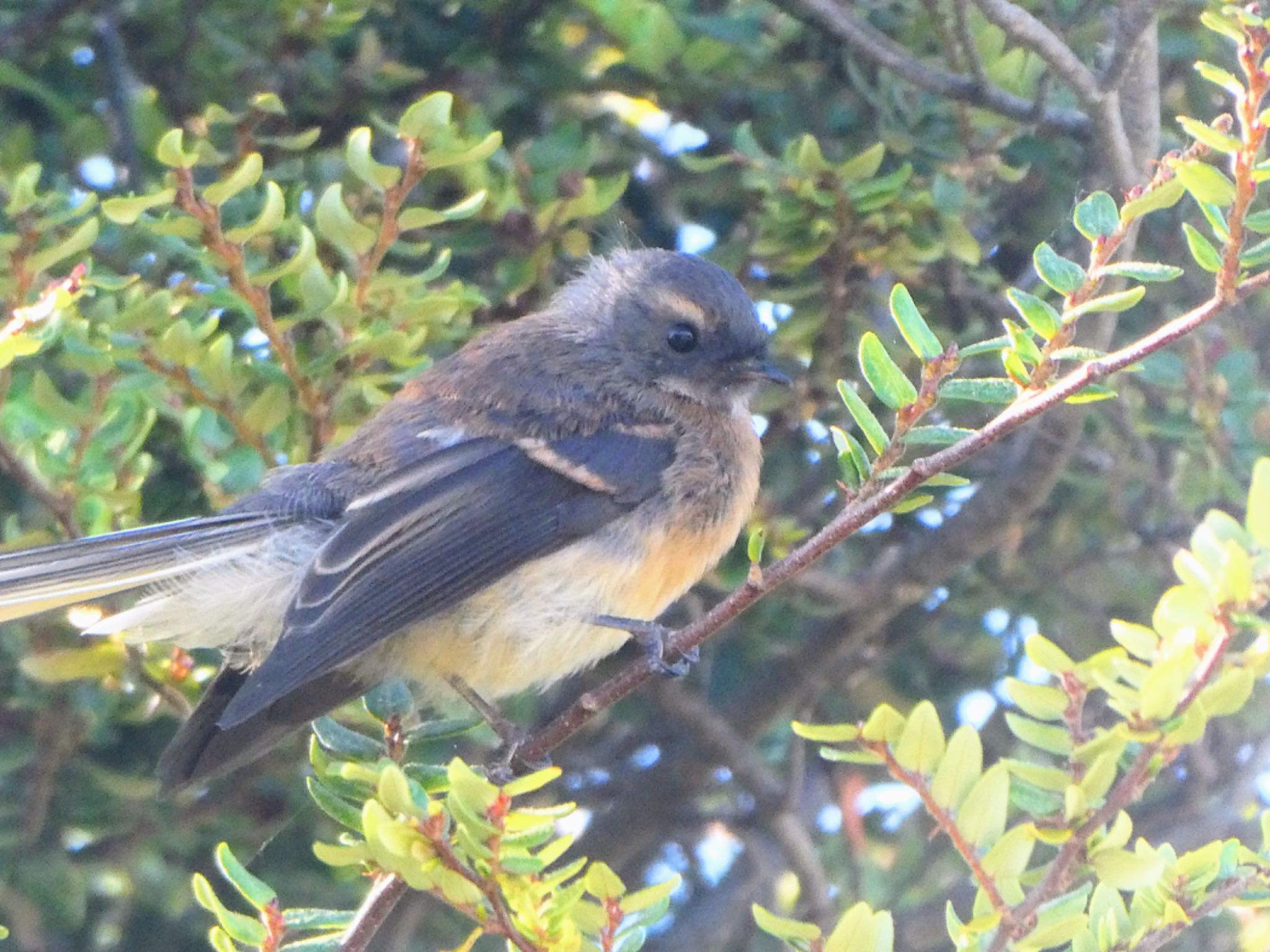 Photo of New Zealand Fantail at Lake Pukaki Viewpoint, New Zealand by Maki