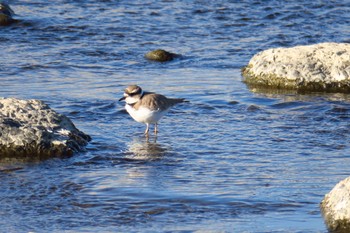 Wed, 1/4/2023 Birding report at 武庫川