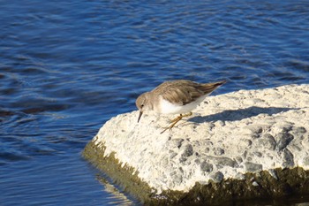 Unknown Species 武庫川 Wed, 1/4/2023