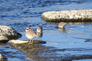 Unknown Species 武庫川 Wed, 1/4/2023