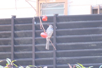 Brown-eared Bulbul 武庫川 Wed, 1/4/2023