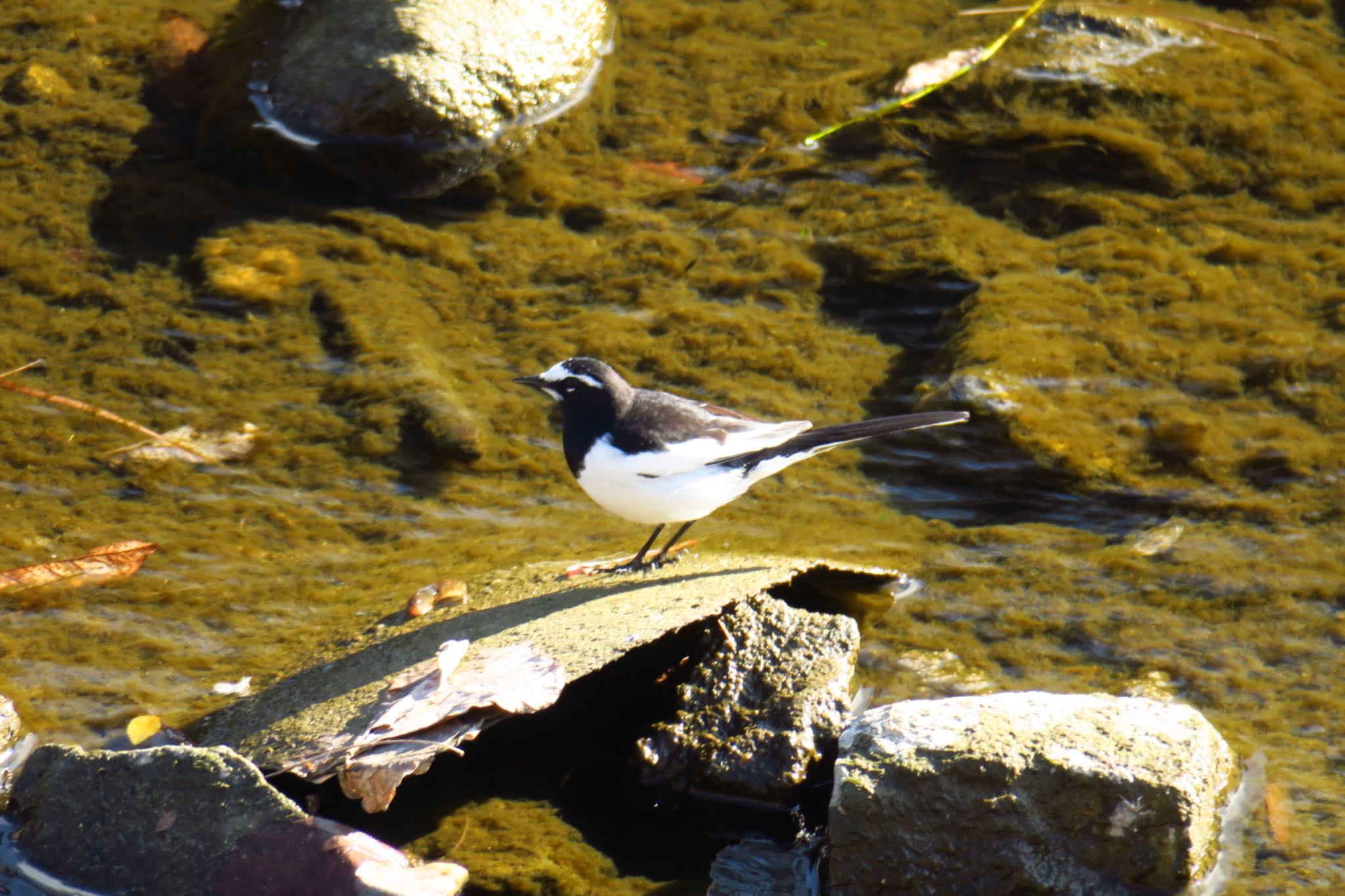 Photo of Japanese Wagtail at 武庫川 by わきわき
