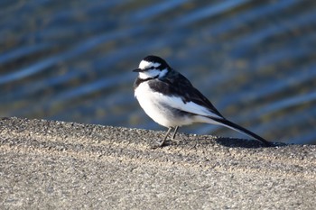 White Wagtail 武庫川 Wed, 1/4/2023