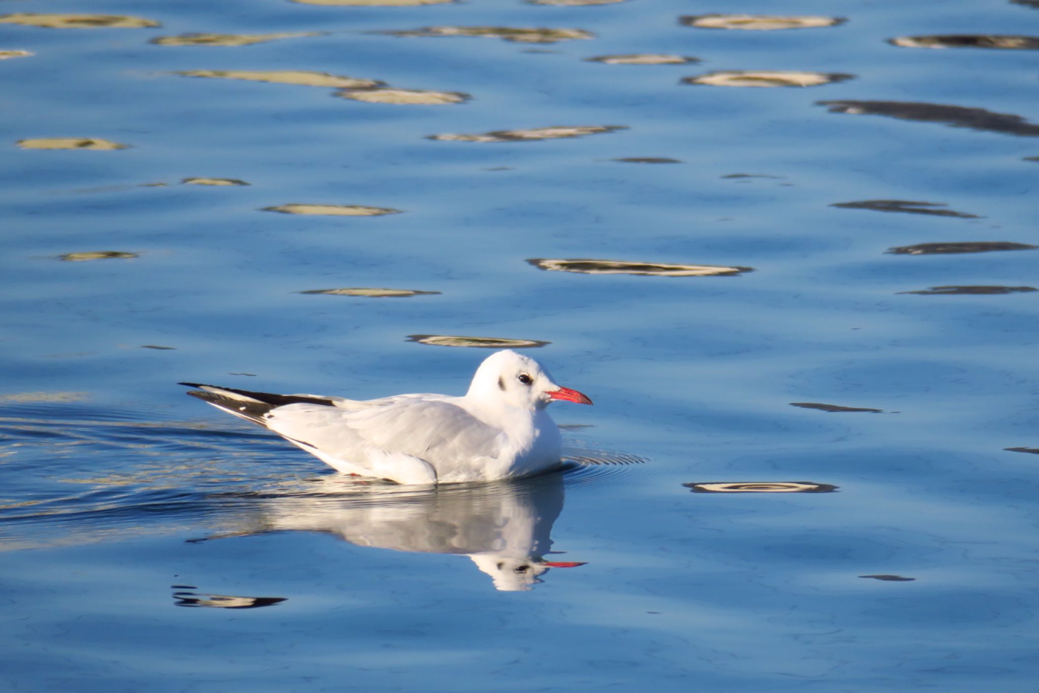 Photo of Black-headed Gull at 武庫川 by わきわき