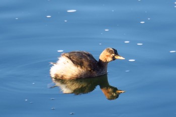 Little Grebe 武庫川 Wed, 1/4/2023