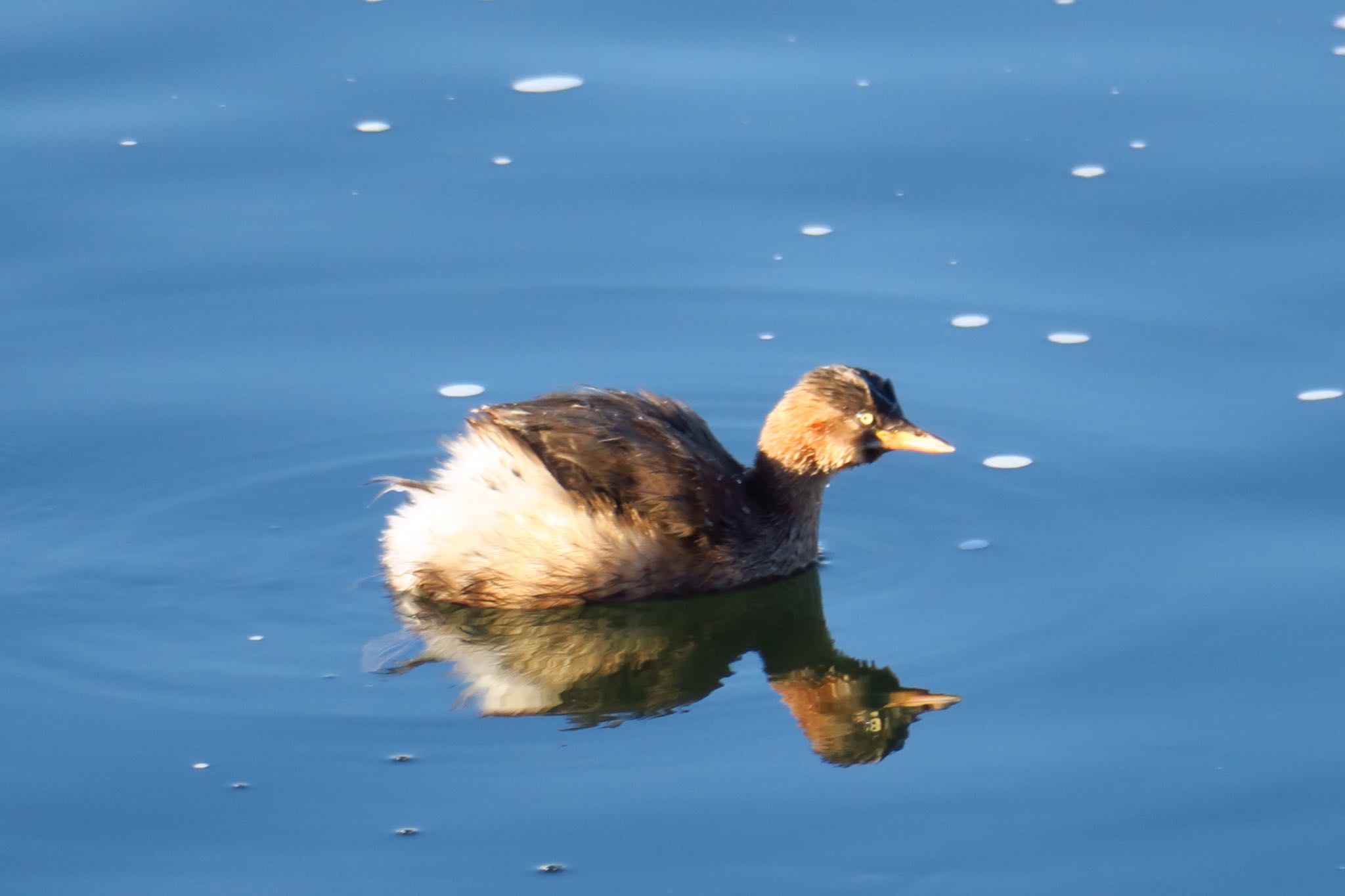 Photo of Little Grebe at 武庫川 by わきわき