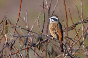 Meadow Bunting 岩藤新池 Fri, 12/30/2022