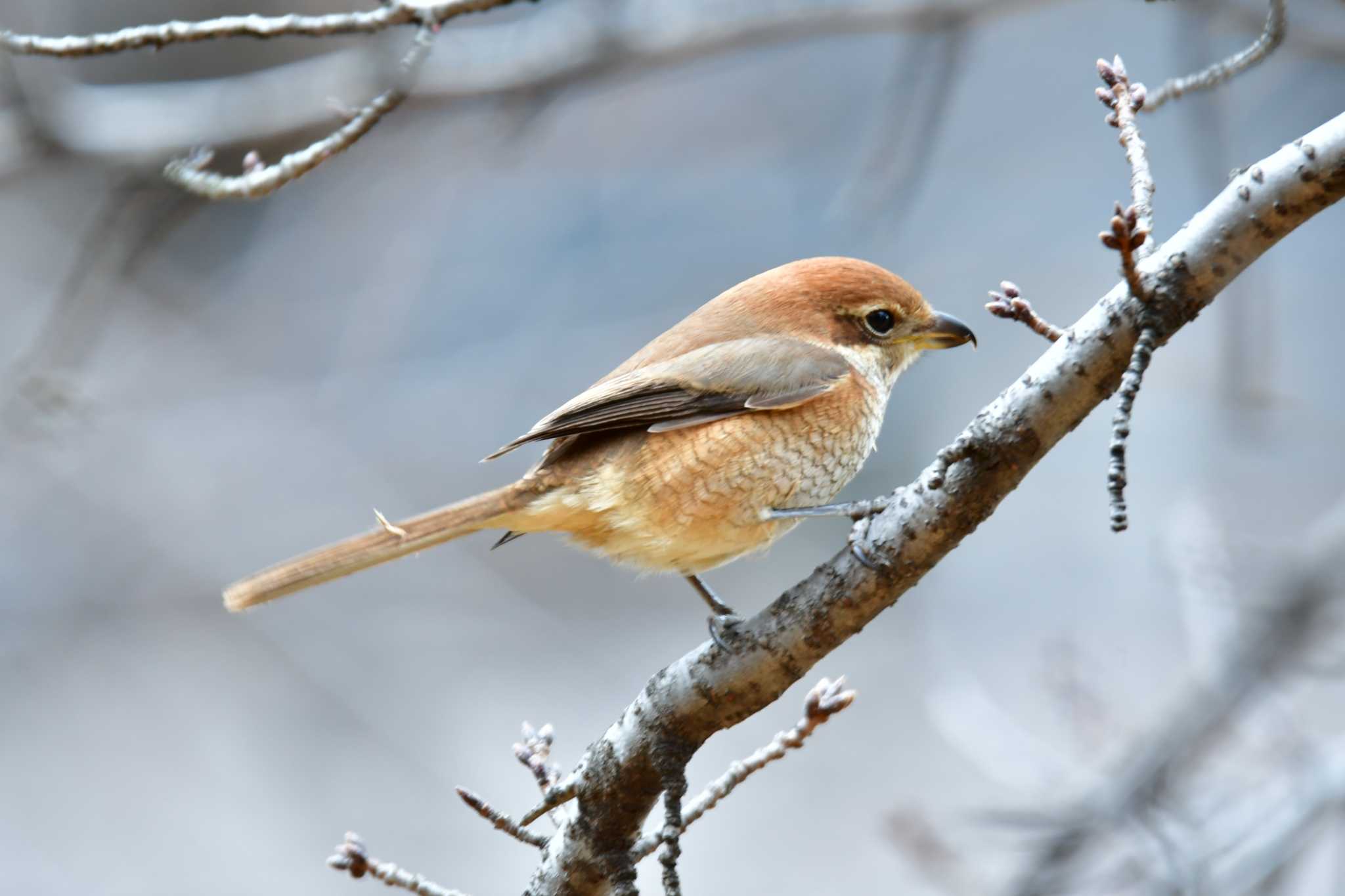 Photo of Bull-headed Shrike at 御用水跡街園 by みそ＠VM4A