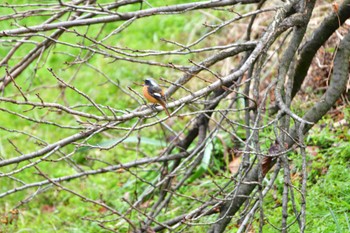 Daurian Redstart 御用水跡街園 Wed, 1/4/2023