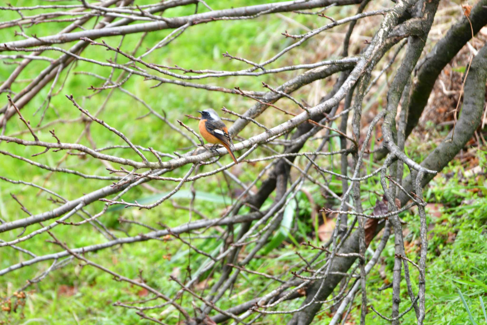 Photo of Daurian Redstart at 御用水跡街園 by みそ＠VM4A