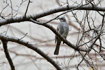 Brown-eared Bulbul 御用水跡街園 Wed, 1/4/2023