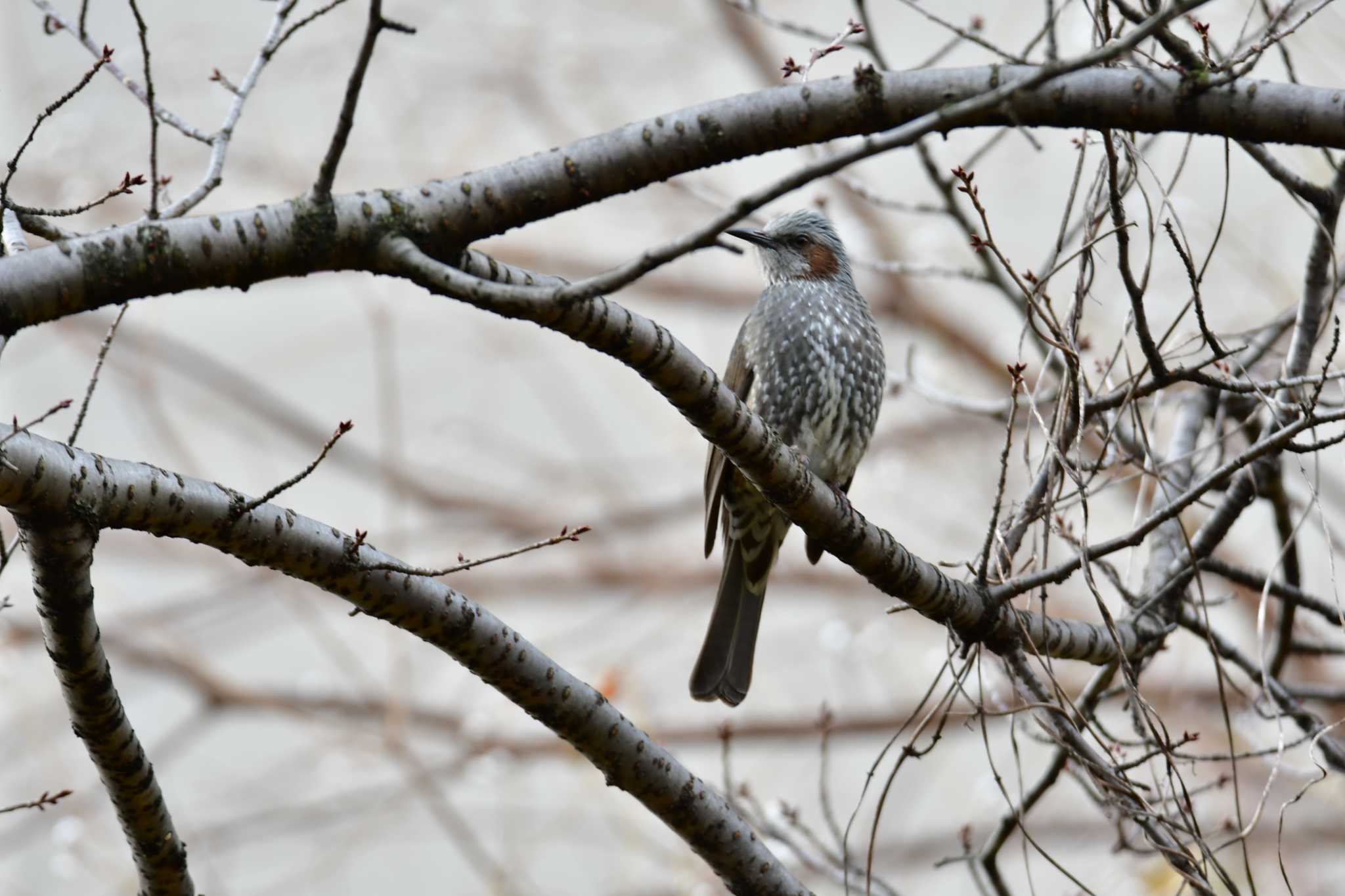 Photo of Brown-eared Bulbul at 御用水跡街園 by みそ＠VM4A