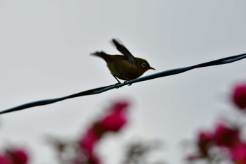 Warbling White-eye 御用水跡街園 Wed, 1/4/2023