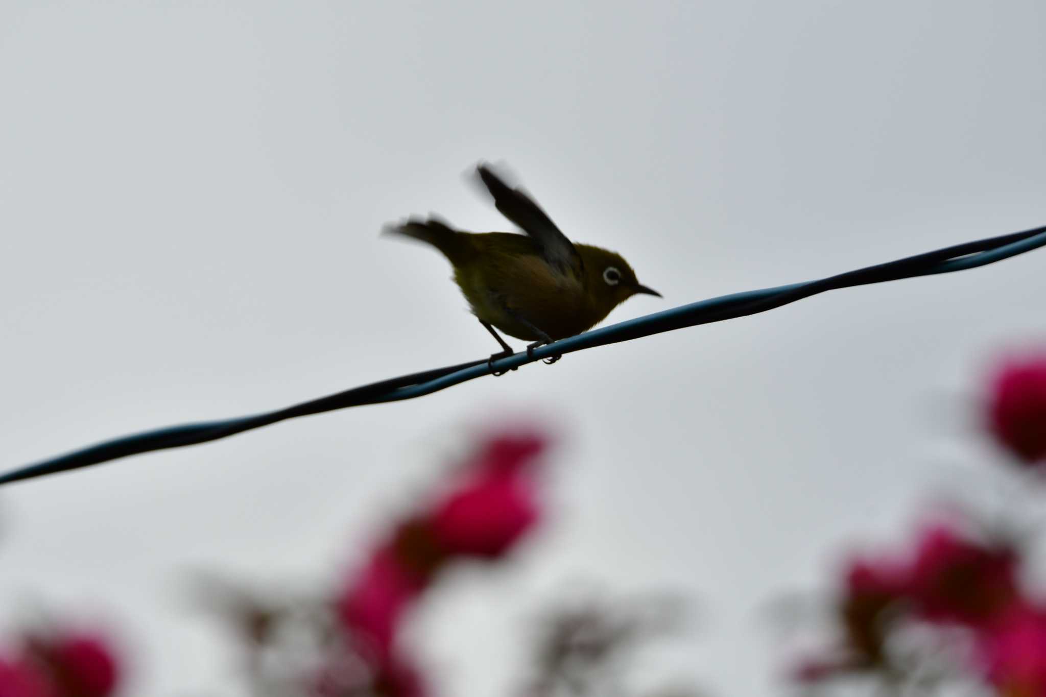Photo of Warbling White-eye at 御用水跡街園 by みそ＠VM4A