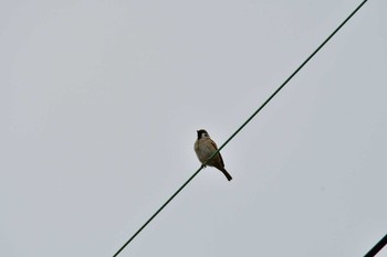 Eurasian Tree Sparrow 御用水跡街園 Wed, 1/4/2023