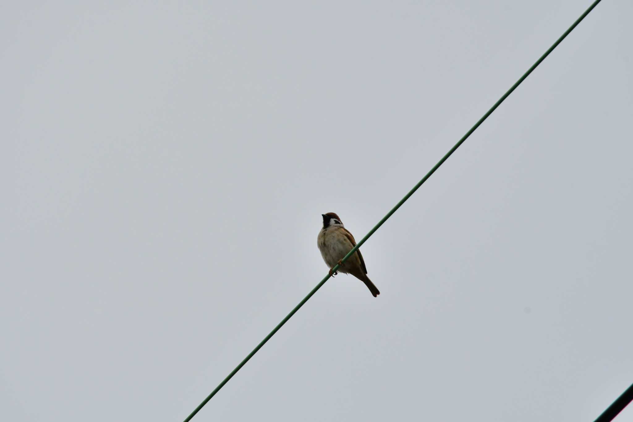 Photo of Eurasian Tree Sparrow at 御用水跡街園 by みそ＠VM4A