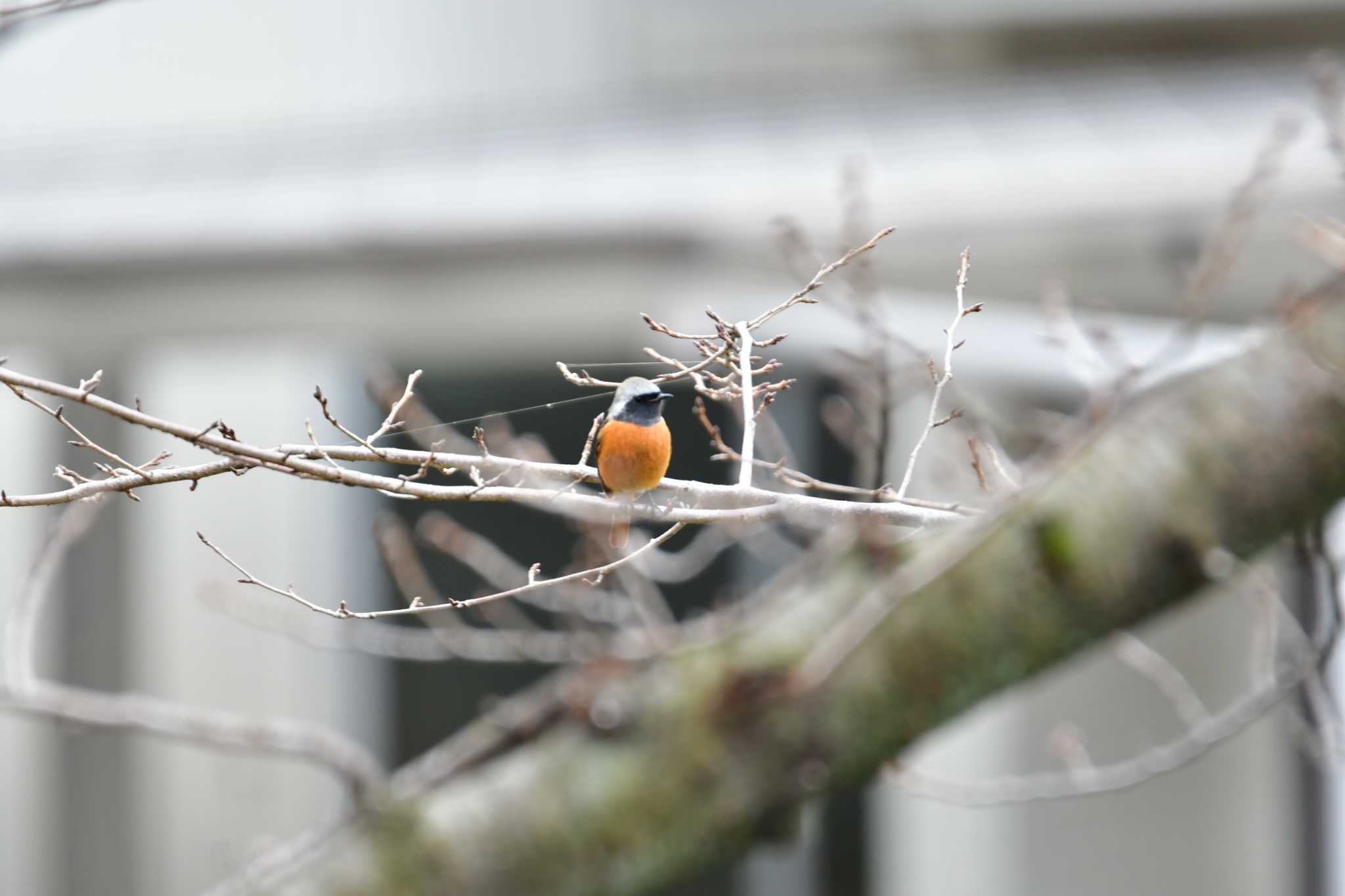 Photo of Daurian Redstart at 御用水跡街園 by みそ＠VM4A