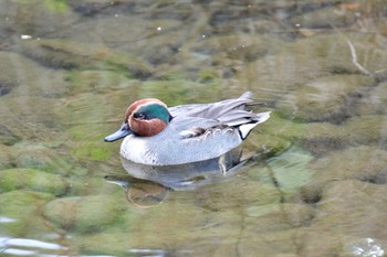 Eurasian Teal 御用水跡街園 Wed, 1/4/2023