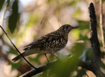 White's Thrush Chikozan Park Wed, 1/4/2023