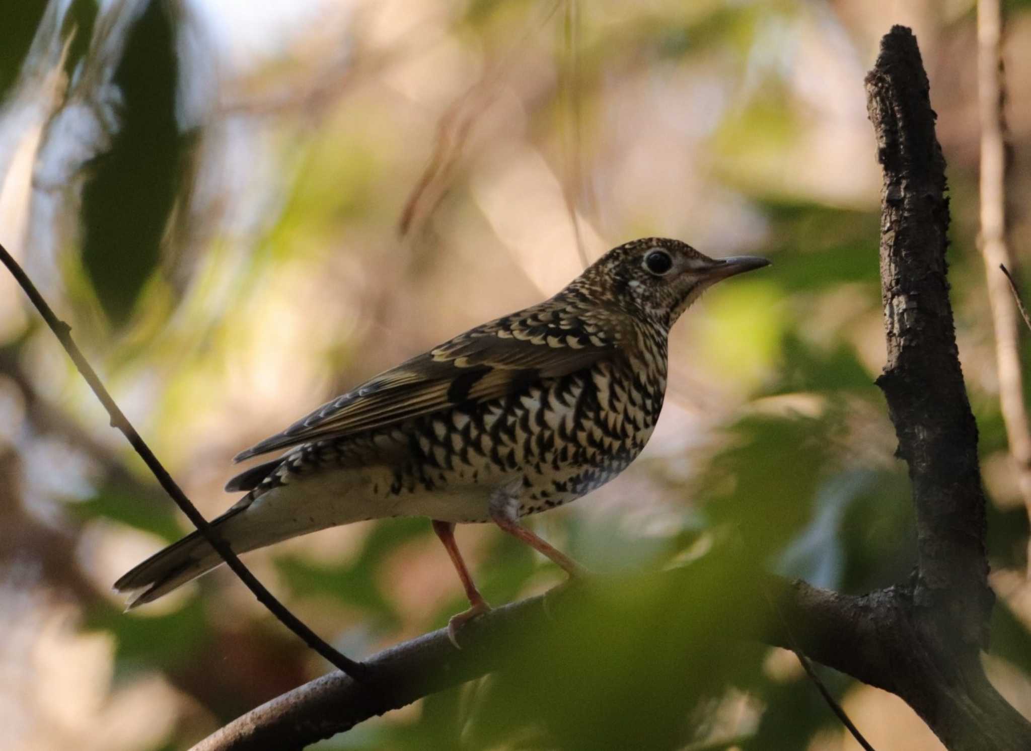 Photo of White's Thrush at Chikozan Park by ひろ