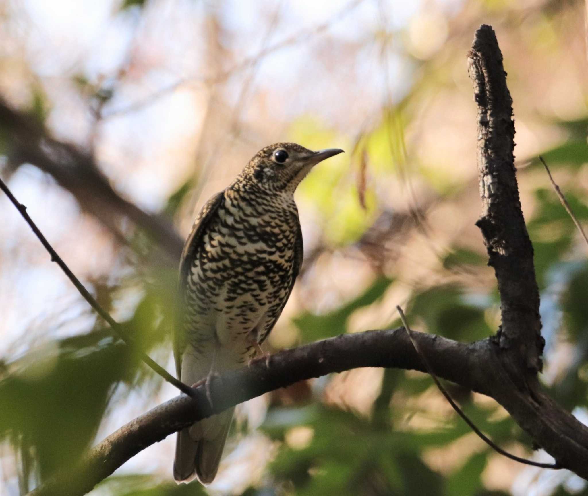 Photo of White's Thrush at Chikozan Park by ひろ