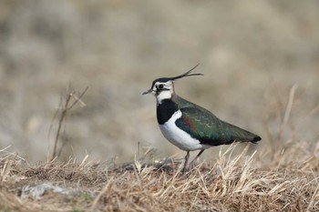 Northern Lapwing Unknown Spots Sun, 1/1/2023