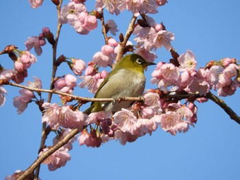 メジロ 静岡市葵区 2018年3月11日(日)