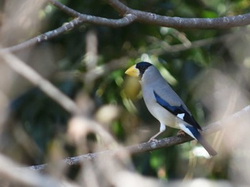 2023年1月4日(水) 江津湖の野鳥観察記録