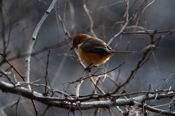 2023年1月2日(月) 北本自然観察公園の野鳥観察記録