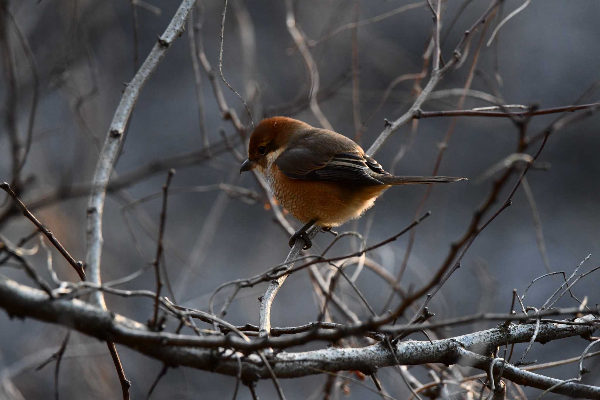 Bull-headed Shrike