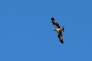 2023年1月4日(水) 茅ヶ崎の野鳥観察記録