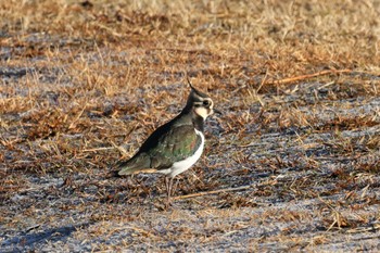 2023年1月4日(水) 境川遊水地公園の野鳥観察記録