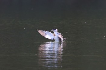 2023年1月4日(水) 大阪の野鳥観察記録