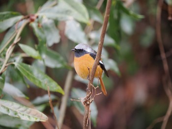 2023年1月4日(水) 古洞ダム(富山県富山市)の野鳥観察記録