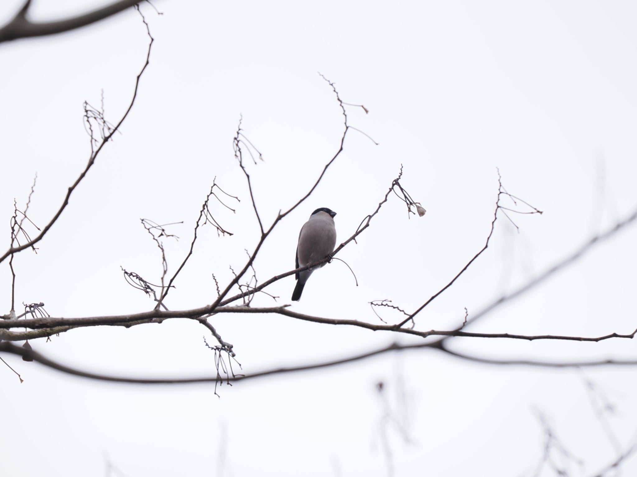 Eurasian Bullfinch